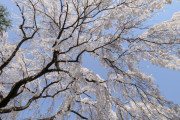【動画】なかなか見ることができない満開の桜と大粒な雪ｗｗｗｗｗｗｗｗｗｗｗｗｗｗ