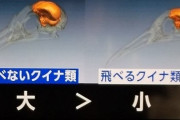 人間以外に人間並みの知能持ってる生物いないのってなんでなん？🤔