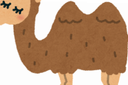 【画像】ラクダの赤ちゃん、可愛すぎるｗｗｗｗ