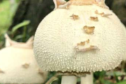 「予想以上に猫だった」　猫そっくりのキノコ、正体は毒キノコ？　ネット「これが自然界の擬態か」