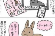 「来年うさぎ年だし、うさぎ可愛いし、最近人気で飼いやすいって聞くし、うさぎさんお迎えしてみようかな～」と思った方に知っておいてほしいこと