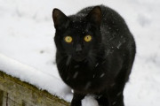 【不思議】見渡すかぎりの雪原の中に黒猫がいた。近くに寄ったら突然消えてしまった…