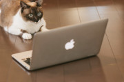 猫専用動画って何が楽しいんじゃ。そもそも猫が動画見て喜ぶんか