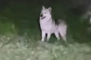 【長野】シベリアンハスキー？　ヤギやニワトリが大型の野犬に襲われる被害