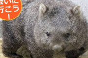 ウォンバットとかいう動物、クソ可愛い