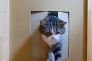 ねこ様が通るドア出入り口を段階的に狭くしていった結果　海外の反応