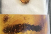 【画像】虫入り琥珀を買ってしまう