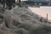 【画像】ギリシャでクモが大量発生、町がクモの巣で覆われるｗｗｗｗｗｗｗｗ