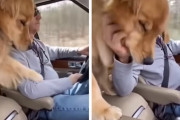 運転中の飼い主さんの腕を引っ張り撫でてアピールするゴールデンレトリバーが危なっかしいけど可愛い