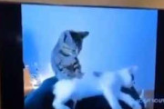 【ネコ】 テレビには２匹の猫の映像が流れていた。こうやるのかにゃ？ → 勉強熱心な猫はこちらです…