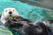 水族館でも人気のあの動物、輸入禁止でもう4頭しか飼育されていないらしい…「見られるうちに見た方が良い」