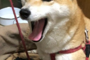【画像】うちの柴犬、フリスビーは落ちてくるのを待つ派ですwww