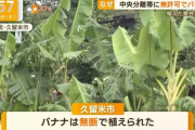 中央分離帯に無断でバナナ植えられた案件逆ビッグモーター事案と呼ばれる