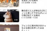 【画像あり】被災した柴犬らんまるさん、再生数バク上がり