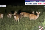 シカ被害拡大　田んぼに出没…新米に被害も　個体数9倍