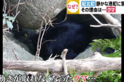 クマが漁港で波消しブロックに挟まる　前代未聞の救出劇