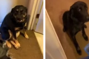 「靴を噛んだのは誰？」飼主さんの問い詰めに対しバレバレな表情を見せる犬が面白い