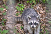 俺ん家の全亀、アライグマの餌となる