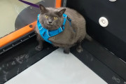 肥満すぎて動物病院に預けられた猫ちゃん、水中トレッドミルに挑むもナチュラルにサボる