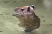 マイアミの動物園の赤ちゃんカピバラが可愛すぎる…！ 水の中で頭だけ出してのんびり歩く姿が尊い(´；ω；｀)