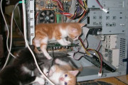 【ねこ画像】こねこがPCでやりたい放題、ねこのプロポーズ？、ねこ画像に落書き ほか