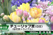 【チューリップ賞】モズメイメイ＆武豊騎手がｷﾀ━━━━(ﾟ∀ﾟ)━━━━!!
