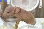【中国】人間への組織移植の研究のために豚と猿のキメラを誕生させる：ほとんど豚で生まれ一週間以内に死亡