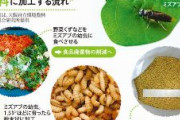 【昆虫食】コオロギの次はミズアブ　他の昆虫にも手を広げる　フードテック官民協議会、推進ビジョンとロードマップ案を発表