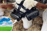 VRゴーグルをつけた牛さん「んほぉｗｗｗこの草原たまんねぇーｗｗｗ」ﾐﾙｸｼﾞｮﾊﾞｰ