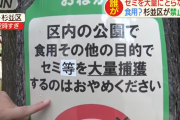 杉並区「公園のセミ乱獲して食うな！！」「子供がとるのはおｋ」