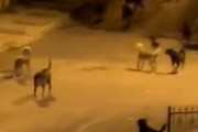【動画】トルコの首都、野犬に支配されて終わる