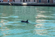 伊ベネチアの運河で親子のイルカが泳ぐ様子撮影される【動画あり】