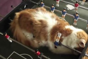 【ねこ画像】サッカーゲームで寝るねこ、キーパーねこ、白鳥ねこｗ ほか【再】