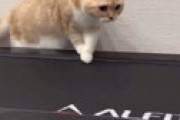 【動画】 もちまる日記、今度はランニングマシンに猫を歩かせる禁止行為をしてしまい炎上