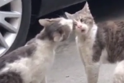 壮絶なメンチの切り合い！外を歩いてたら一触即発状態の猫のバトルに遭遇した。海外の反応