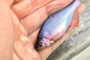 タナゴとかいう日本の綺麗な淡水魚を晒すスレ（※画像あり）