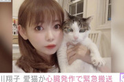 中川翔子、愛猫の容態について報告「おうちに早く帰れるように」