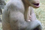 【朗報】毛を剃ったチンパンジー、なんG民でも勝てそうｗ