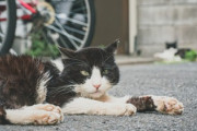「子猫一匹救えないあんたに赤ちゃん育てる資格なんてない！それでも母親！？」
