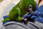 インコ飼った