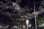 【画像】散歩がてら夜桜観にきた