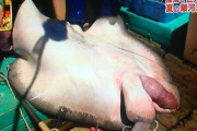 【画像】（魚類の）エイの性器がやばすぎる