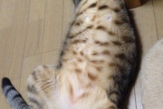 ネコ飼ってる人ちょっと来てくさだいｗｗｗｗｗｗｗｗｗｗ