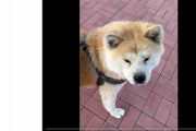【大相撲】朝青龍の飼ってる犬かわヨ