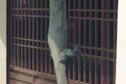 【驚愕】コモドドラゴン、門をよじのぼって家に入ってくることが判明