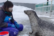 【動画】アザラシ、可愛すぎるｗｗｗｗｗ
