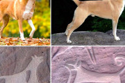 最古の飼い犬の壁画？狩りを手伝う姿、サウジ・ハーイル地方の岩絵から読み解く
