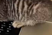 子猫がノートPCに乗ったままどかなくなった。なぜですか？ → こんな映像を流したからです…
