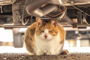 エンジンルームに「猫」 なぜか福岡が全国最多