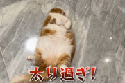 【画像】HIKAKINの猫、ブクブクに太る